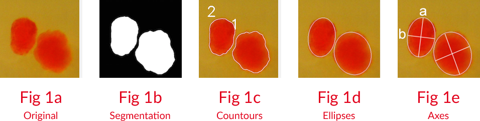 Islet Example IsletNet